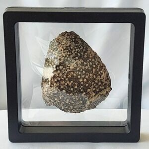 Late Cretaceous period Cidaris Fossil Extinct‎ Sea Urchin Selma Chalk North MS